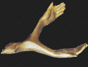 Broche_a